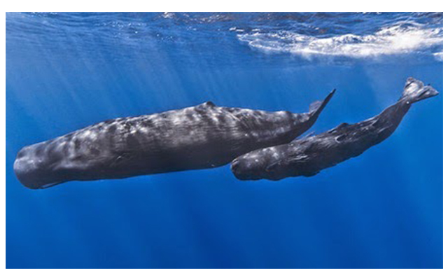 วาฬหัวทุย (Sperm whale)
