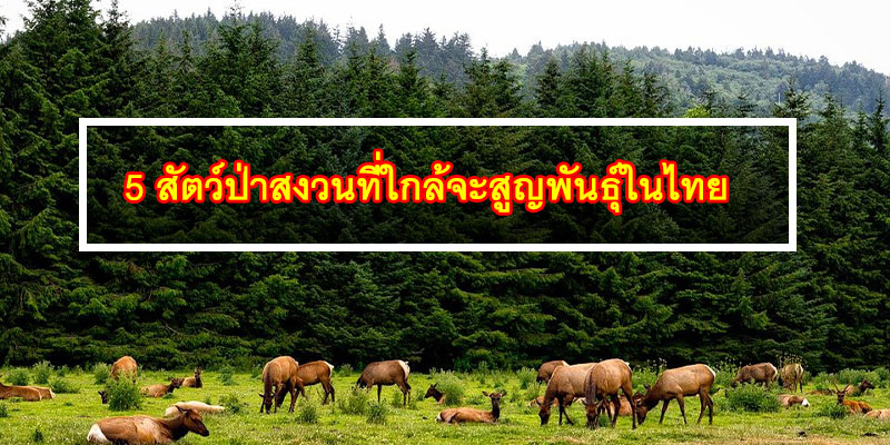 5 สัตว์ป่าสงวนที่ใกล้จะสูญพันธุ์ในไทย