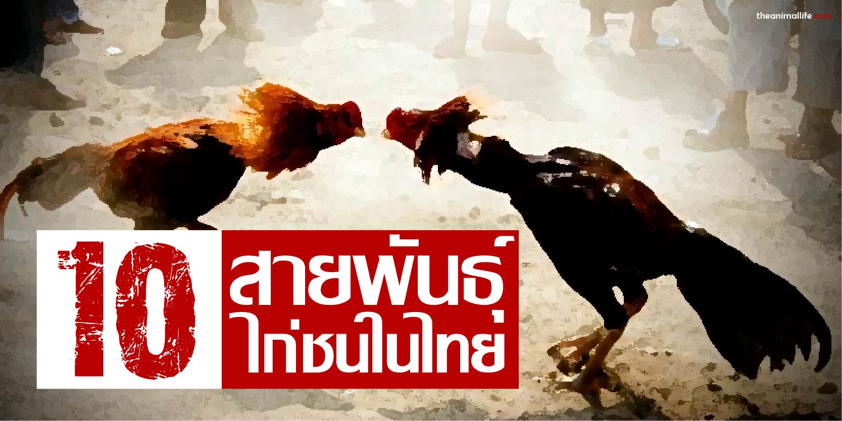 10 สายพันธุ์ไก่ชนในไทย