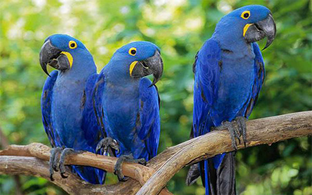 .นกแก้วไฮยาซินธ์ - Hyacinth macaw