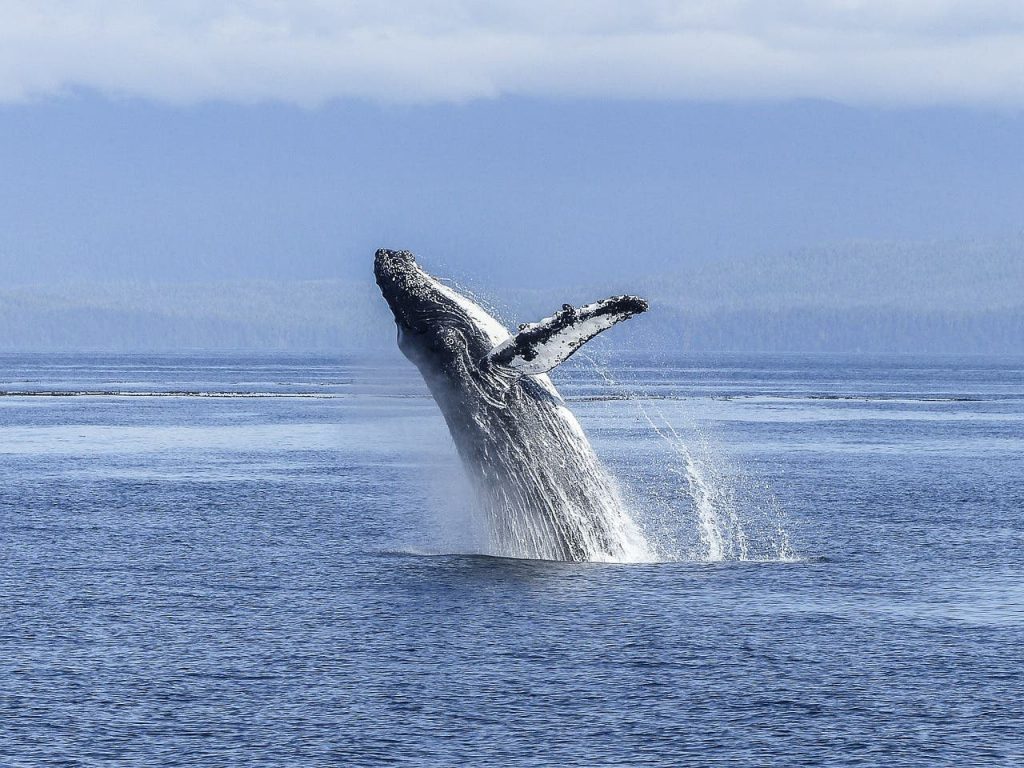 อ่าวอัลกัว (Algoa Bay)  เป็นแหล่งมรดกโลกของวาฬแห่งใหม่